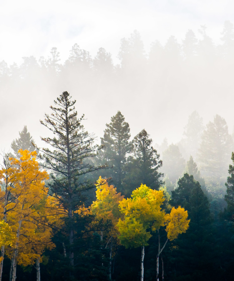 Morning Fall Colors Photography